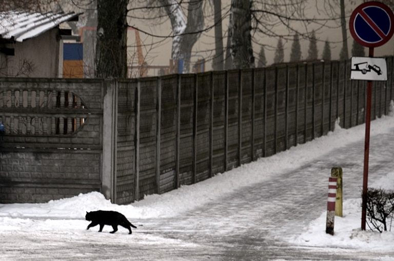 Kot przechodzi przez ulicę
