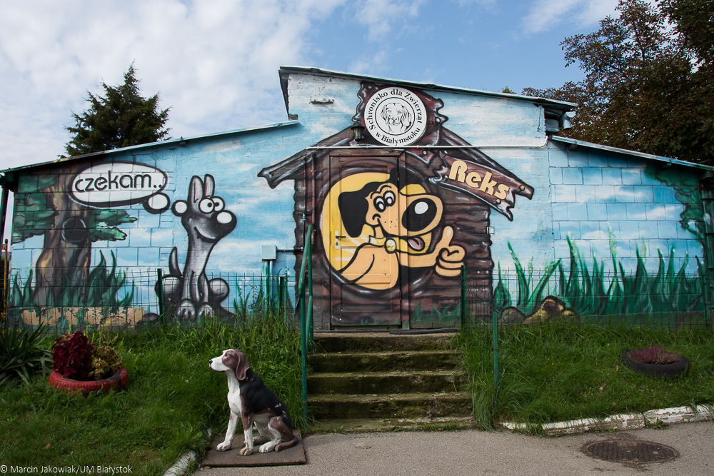 mural w białostockim schronisko dla zwierząt, przed budynkiem na którego ścianie powstało malowidło siedzi pies