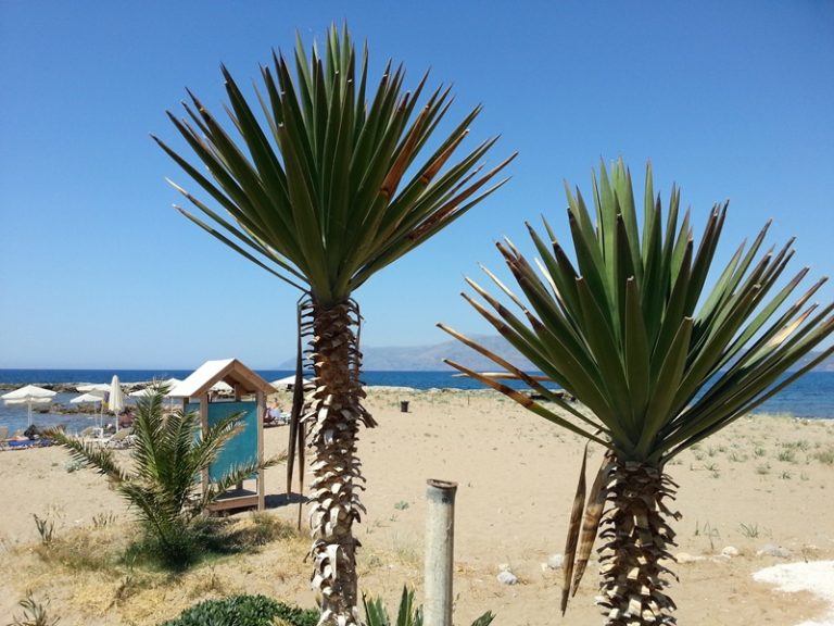 Palmy na plaży