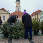 mieszkańcy miasta wymieniają sztuczne choinki na żywe drzewka