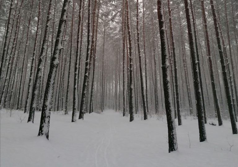 Las w śniegu