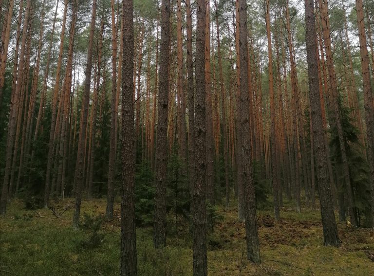 Fragment lasu solnickiego