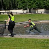 Strażnicy miejscy ratują kaczki z fontanny