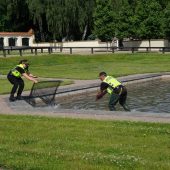 Strażnicy miejscy ratują kaczki z fontanny