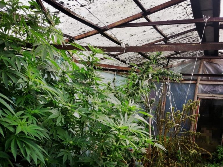 Rośliny konopi na plantacji