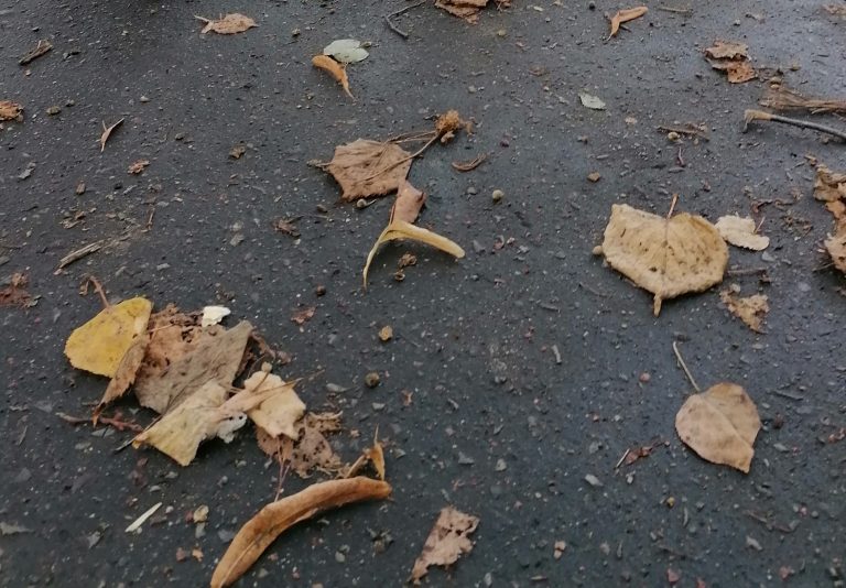 Liście na parkowej alejce