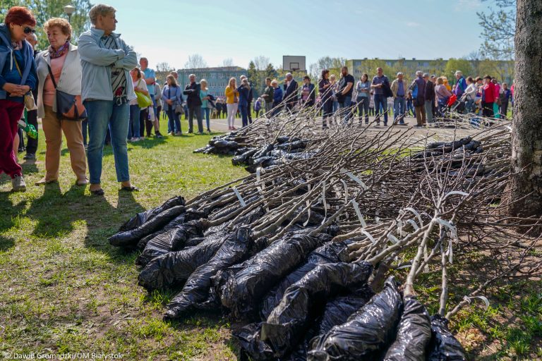 Sadzonki drzew leżą na trawie, w tle widać kolejkę stojących ludzi