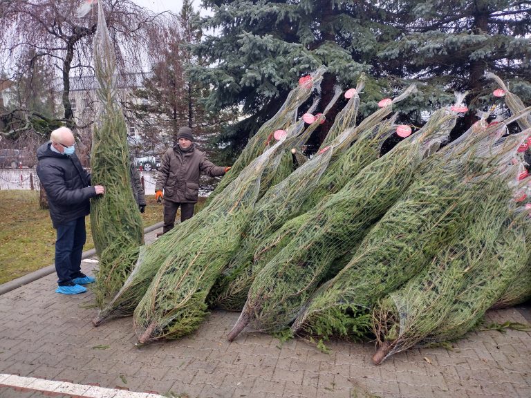Stos choinek. Każde drzewko oddzielnie owinięte jest w białą siatkę. Choinki leżą na podwórku, na kostce klinkierowej. Obok stosu stoi mężczyzna, który trzyma choinkę i się jej przygląda
