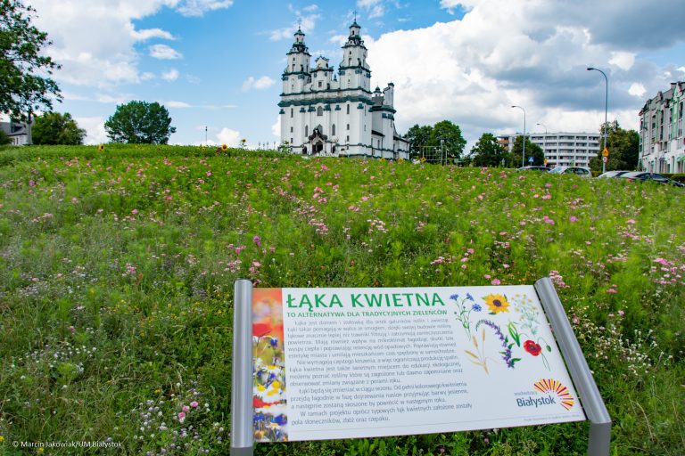 łąka kwietna