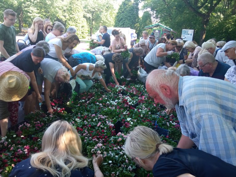 Tłum ludzi wybirea ze skrzynek sadzonki stokrotek