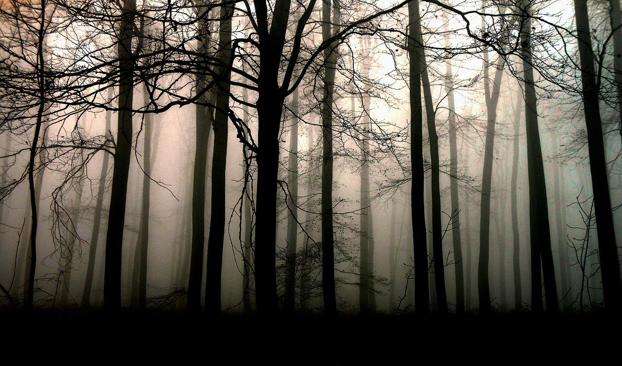ciemny las mgła