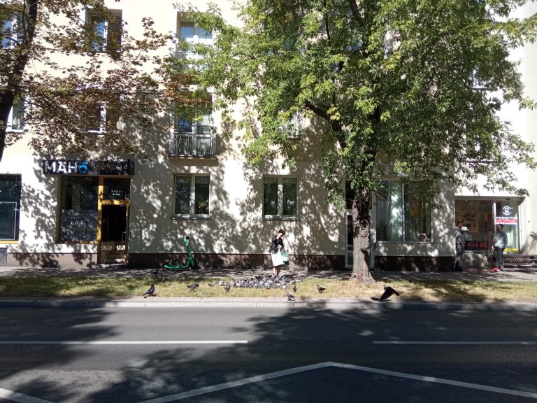 Stado gołębi na trawniku kobieta rzuca im jedzenie