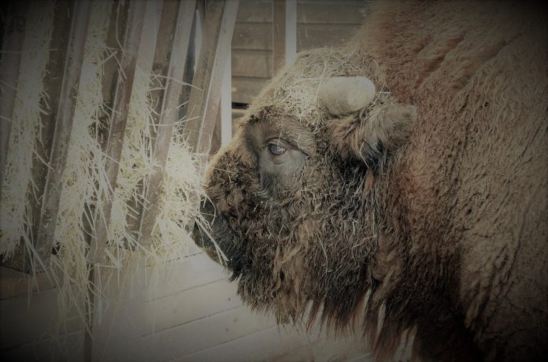 żubr w zoo