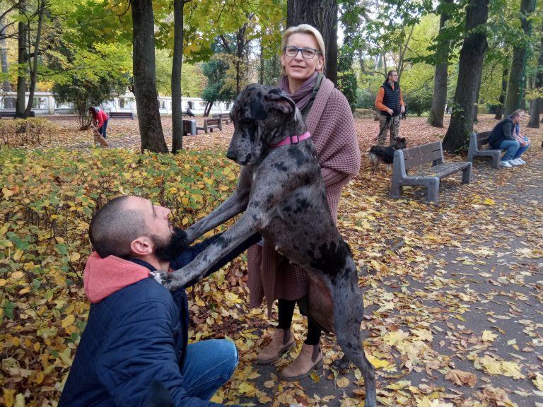 Olbrzymi pies - dog opiera się łamapami na ramionach męźczyzny. Obok stoi kobieta