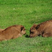 Małe żubrzyce w Białowieskim Parku Narodowym leżą na trawie