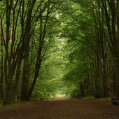 Widok na ścieżkę biegnącą przez gęsty, zielony las z wysokimi drzewami liściastymi, tworzącymi naturalny, cienisty tunel. W oddali widoczne sylwetki spacerowiczów i rowerzystów.