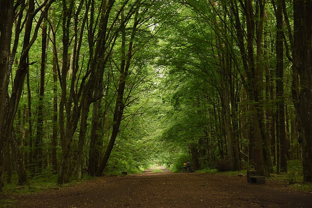 Widok na ścieżkę biegnącą przez gęsty, zielony las z wysokimi drzewami liściastymi, tworzącymi naturalny, cienisty tunel. W oddali widoczne sylwetki spacerowiczów i rowerzystów.