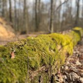 Zbliżenie na porośnięty mchem powalony pień drzewa w Puszczy Białowieskiej, otoczony liśćmi i naturalną ściółką w lesie liściastym.