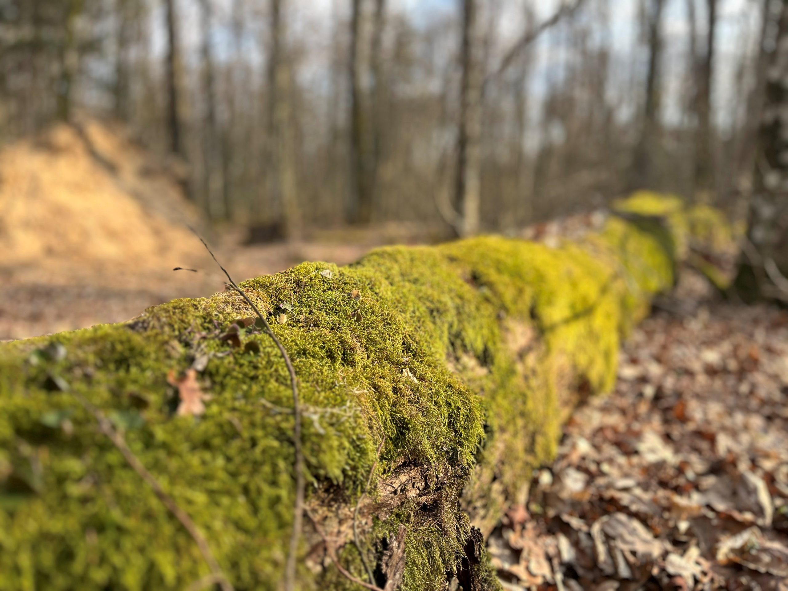 Zbliżenie na porośnięty mchem powalony pień drzewa w Puszczy Białowieskiej, otoczony liśćmi i naturalną ściółką w lesie liściastym.