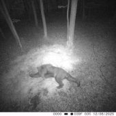 Zdjęcie z fotopułapki przedstawia niedźwiedzia brunatnego uchwyconego nocą w lesie. Data i czas na nagraniu to 12 czerwca 2025 roku, godzina 03:17. Takie ujęcia są cennym materiałem dla przyrodników i leśników – potwierdzają obecność dużych drapieżników i ich aktywność w danym rejonie.