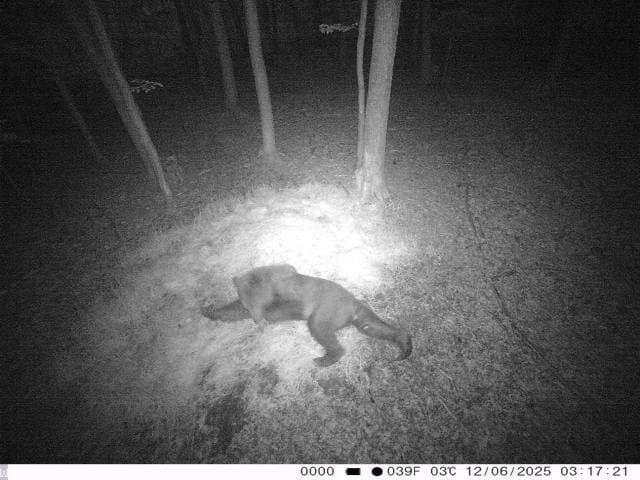 Zdjęcie z fotopułapki przedstawia niedźwiedzia brunatnego uchwyconego nocą w lesie. Data i czas na nagraniu to 12 czerwca 2025 roku, godzina 03:17. Takie ujęcia są cennym materiałem dla przyrodników i leśników – potwierdzają obecność dużych drapieżników i ich aktywność w danym rejonie.
