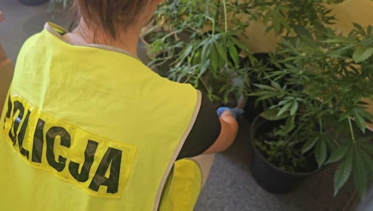 Policjantka kuca przy doniczkach z konopiami indyjskimi