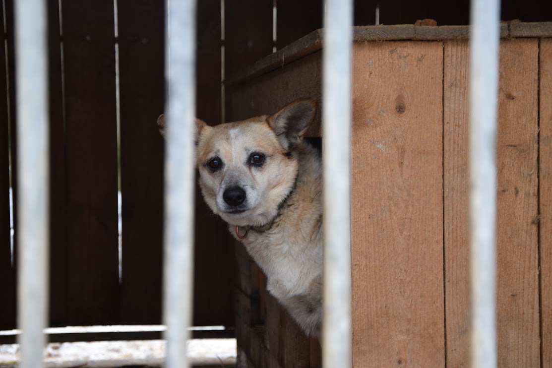 Pas za kratami schroniska