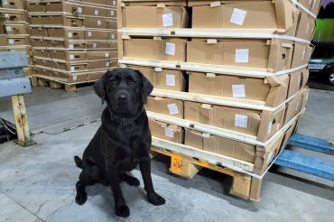 Pies przy kartonach.